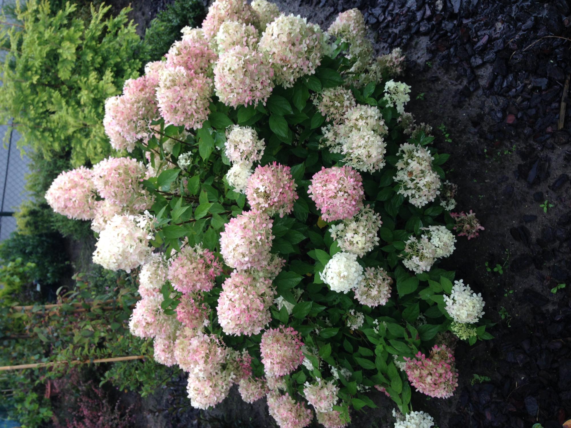 Rispenhortensie – Hydrangea panniculata Limelight – Blüte Limonengrün – Cremeweiß – Laubabwerfend – Große Blüten – 17cm – Höhe ca. 50cm – Plant