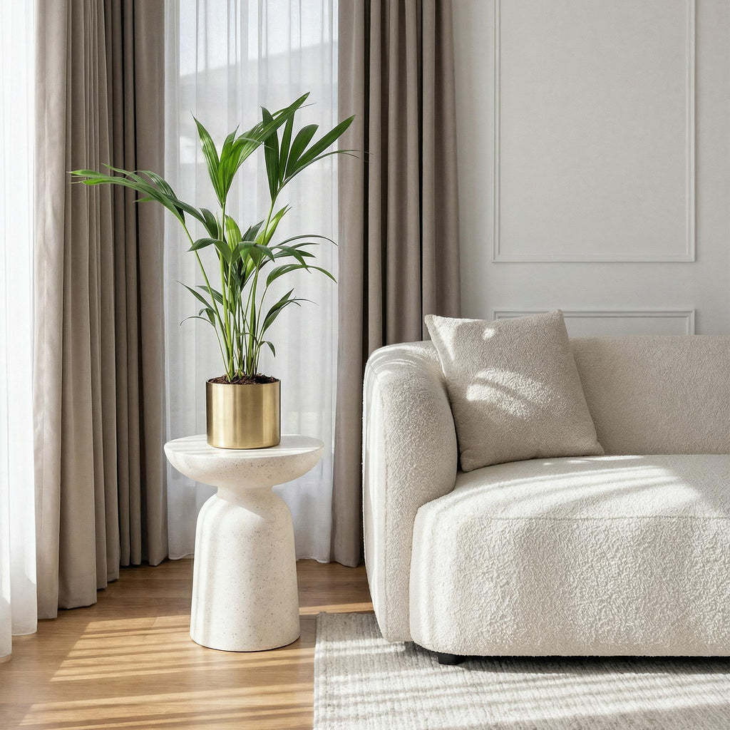 Howea Forsteriana – Kentia – Palme – 70-75cm – 17cm – Pflegeleichte Zimmerpalme mit eleganten Wedeln – Plant