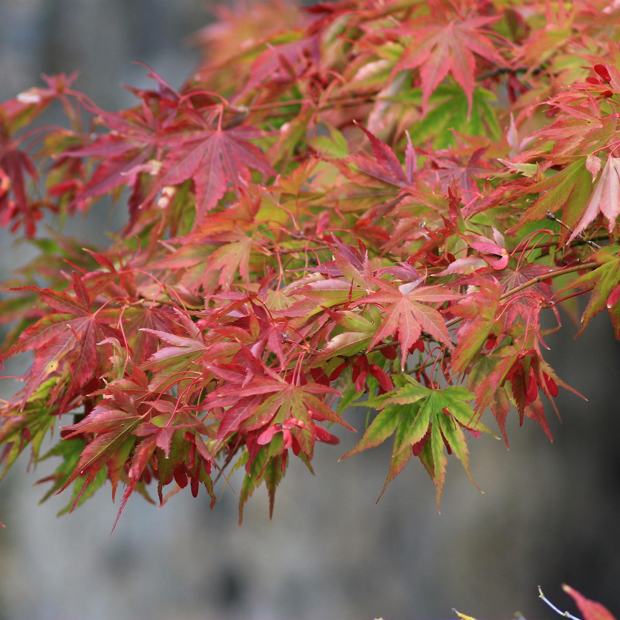 Ahorn Acer palmatum Beni – maiko – 12cm Höhe ca.35cm – Rotes Laub im Frühling & Zierschimmer – Laubabwerfend & pflegeleicht – Plant