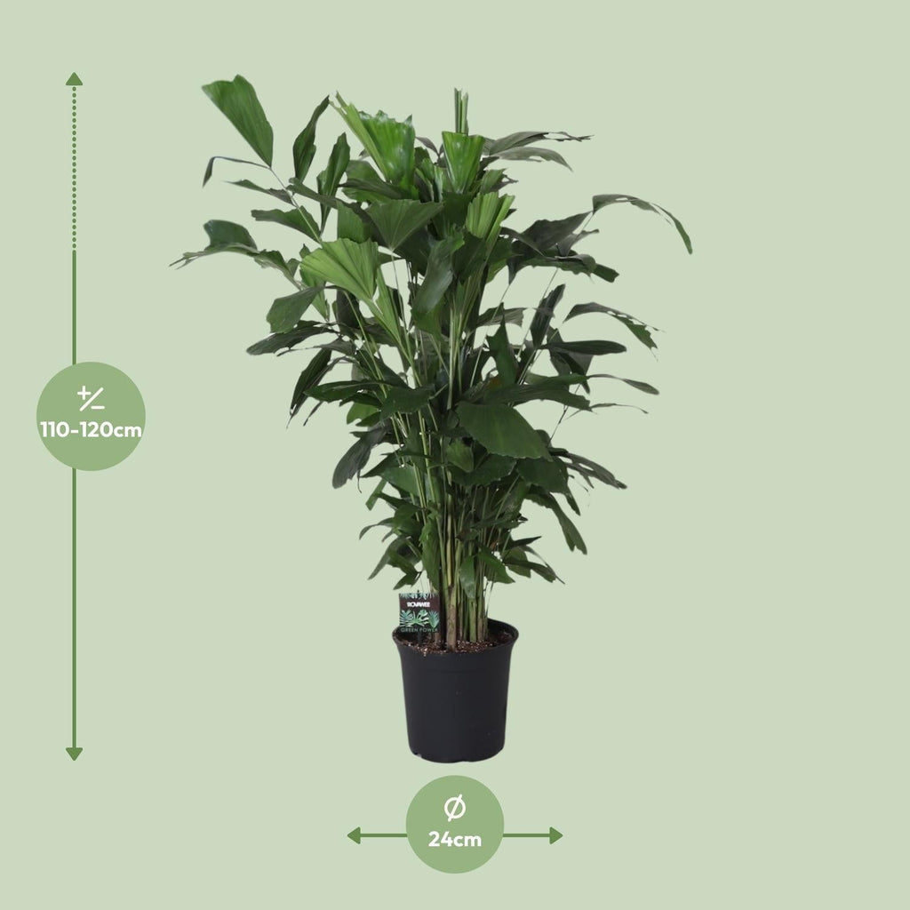 Fischschwanzpalme Caryota Mitis – Zimmer- & Terrassenpflanze – Ø24 cm – Ca. 120 cm hoch – Tropische & pflegeleichte Palmenpflanze mit fischförmigem Blattwerk – Für Halbschatten – Plant