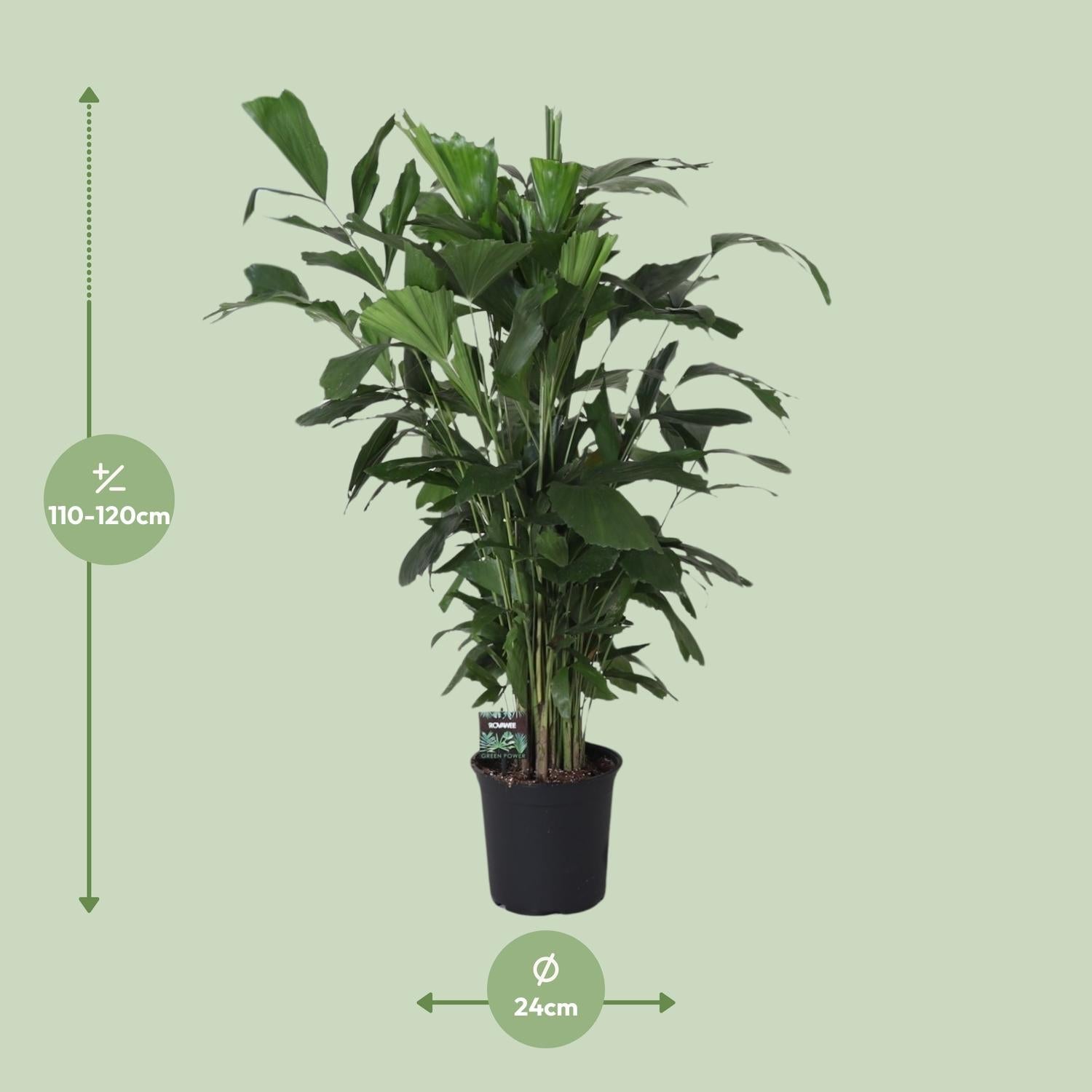 Fischschwanzpalme Caryota Mitis – Zimmer- & Terrassenpflanze – Ø24 cm – Ca. 120 cm hoch – Tropische & pflegeleichte Palmenpflanze mit fischförmigem Blattwerk – Für Halbschatten – Plant