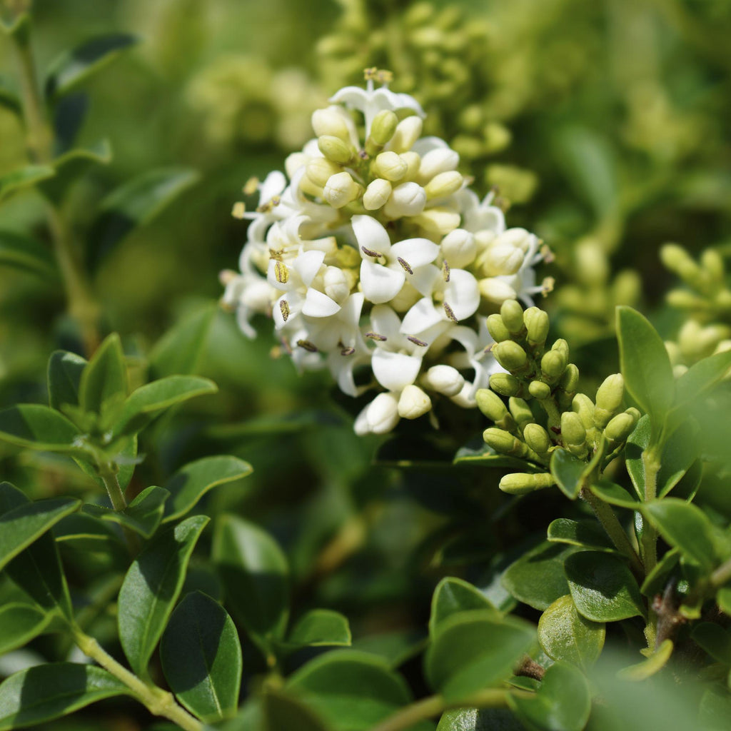 Ligustrum delavayanum Stamm – Pflanze – Immergrün – Pflegeleicht – Ø19cm – Höhe ca. 90cm – Sichtschutz & Stil für Terrasse & Balkon – Plant