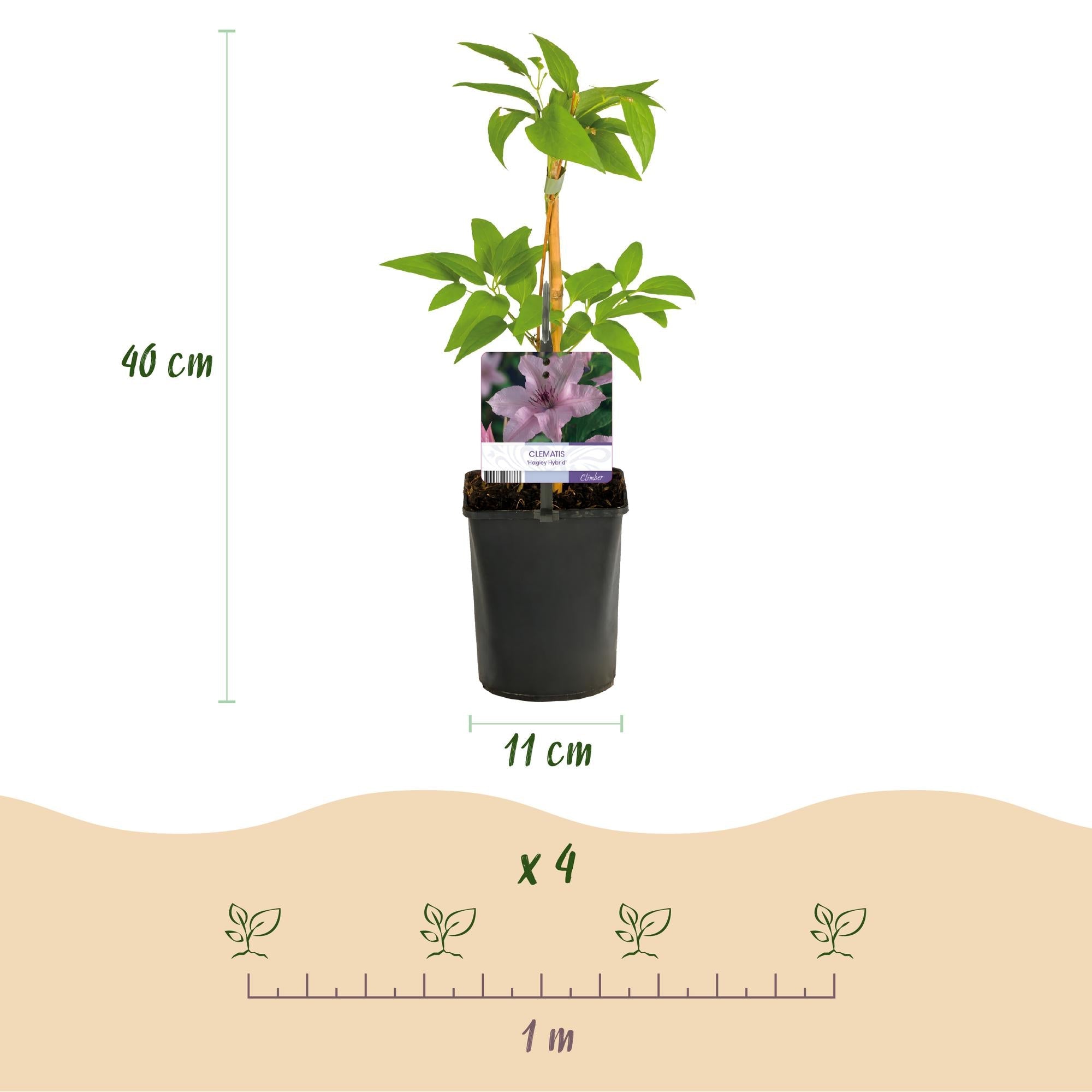 Kletterpflanze Clematis Hagley Hybrid – Rosa Blüten – Wenig Pflege – 2 Pflanzen – 11cm Höhe 40cm – Für Garten, Balkon & Pergolen – Plant