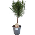 Rosmarin Rosmarinus officinalis – Ø14cm – ca.45cm hoch – Immergrünes Küchenkraut – Intensiv duftende Kräuterpflanze für Balkon Terrasse Garten & Küche – Plant