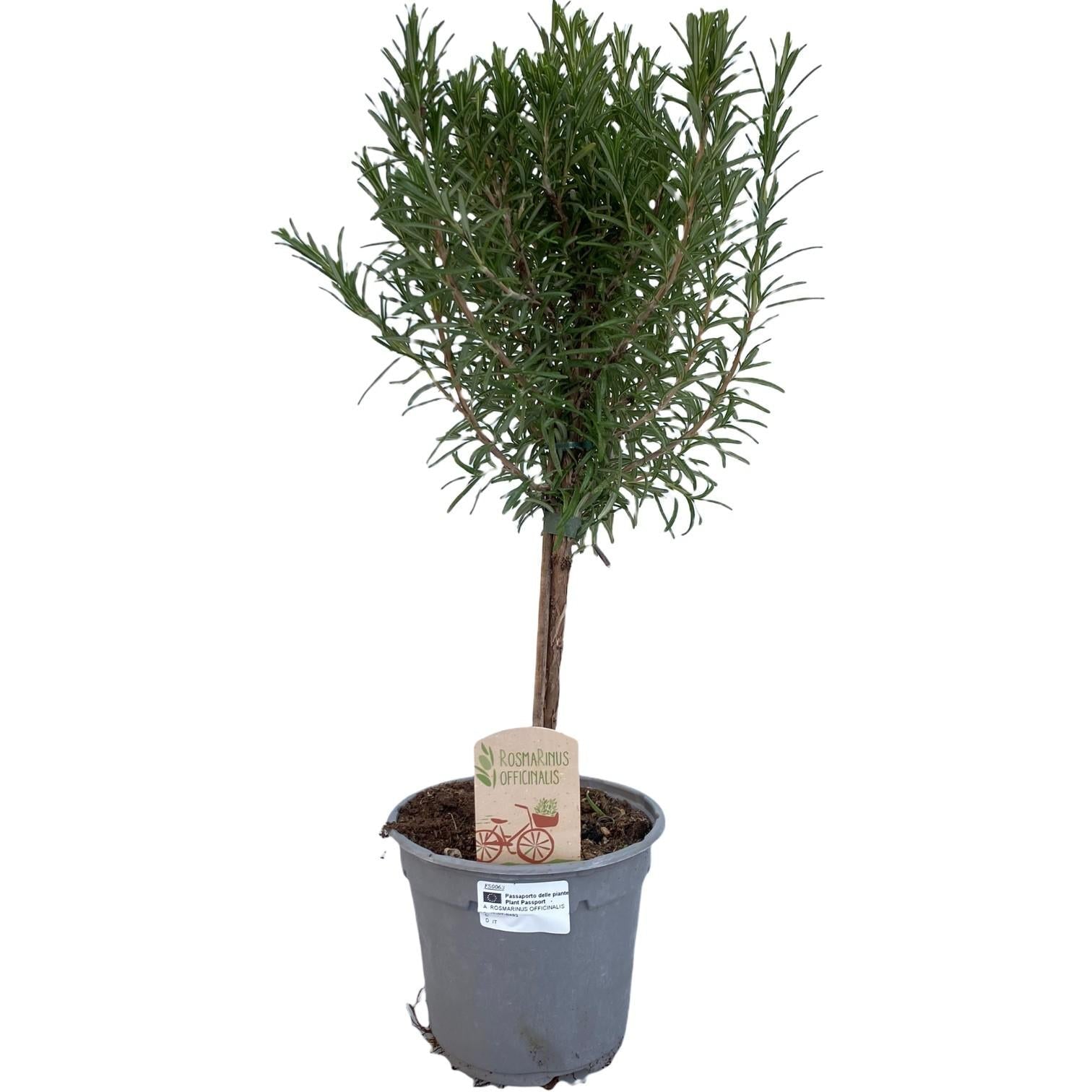 Rosmarin Rosmarinus officinalis – Ø14cm – ca.45cm hoch – Immergrünes Küchenkraut – Intensiv duftende Kräuterpflanze für Balkon Terrasse Garten & Küche – Plant