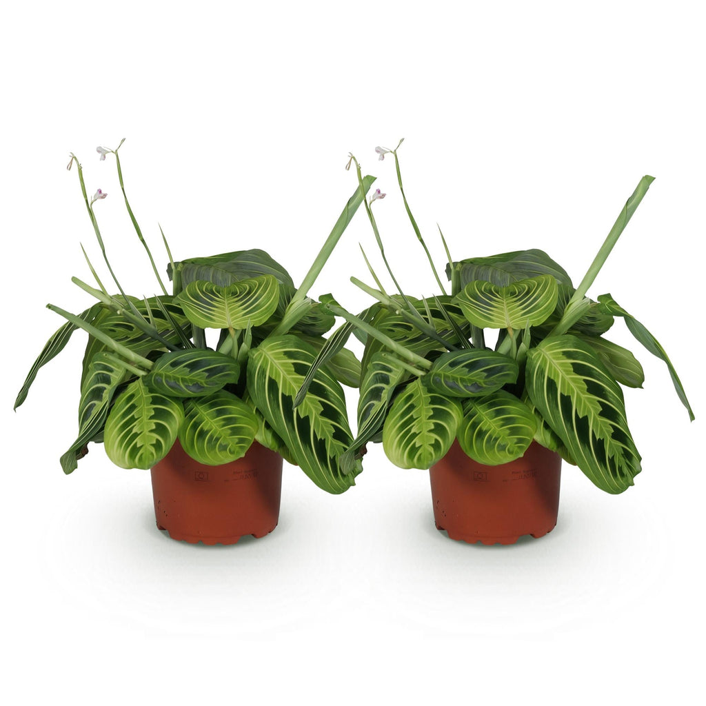 Maranta Fascinator Lemon Lime – 2 Pflanzen – Ø12cm Höhe30-35cm – Pfeilwurz Gebetspflanze mit gelber Blattaderung – Haustierfreundliche Zimmerpflanze
