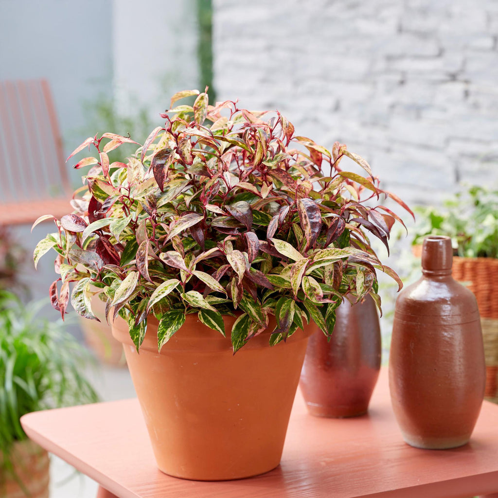 Traubenheide Leucothoe Makijaz – 17cm Höhe ca.45cm – Immergrün & farbintensiv – Braun – grünes Laub – Pflegeleichter dekorativer Zierstrauch – Plant
