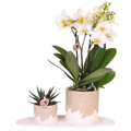 Geschenkset Bloom Sand – Weiße Lausanne Orchidee Ø9cm + Grünpflanze Ø6cm – Übertöpfe in Sandoptik mit Blütenrelief + weißes ovales Tablett