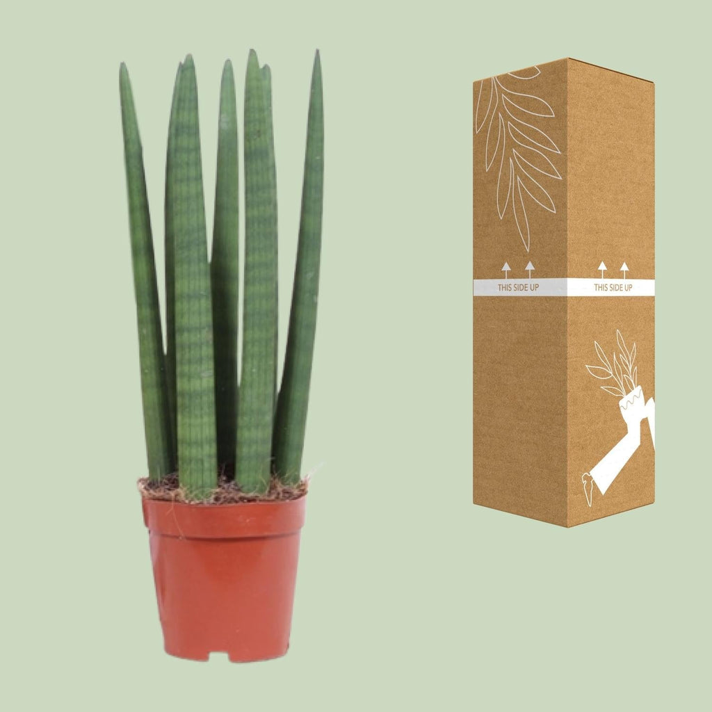 Schwiegermutterzunge – Sansevieria Straight – Zimmerpflanze – Ø12cm – Ca. 40cm hoch – Pflegeleicht & luftreinigend – Plant