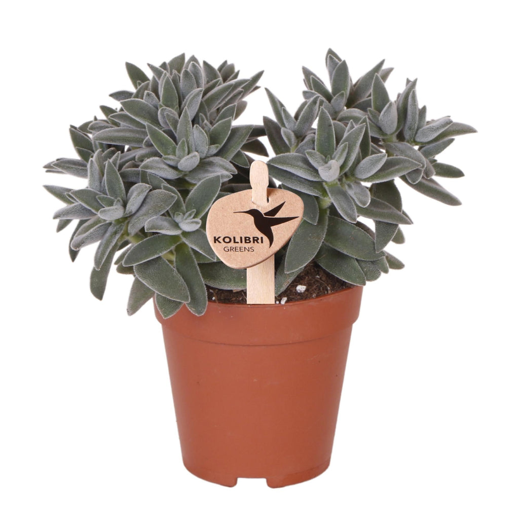 Sukkulente Crassula Tarantula – Zimmerpflanze – Ø9cm – Kompakte graugrüne Blätter – Pflegeleicht & dekorativ – Plant