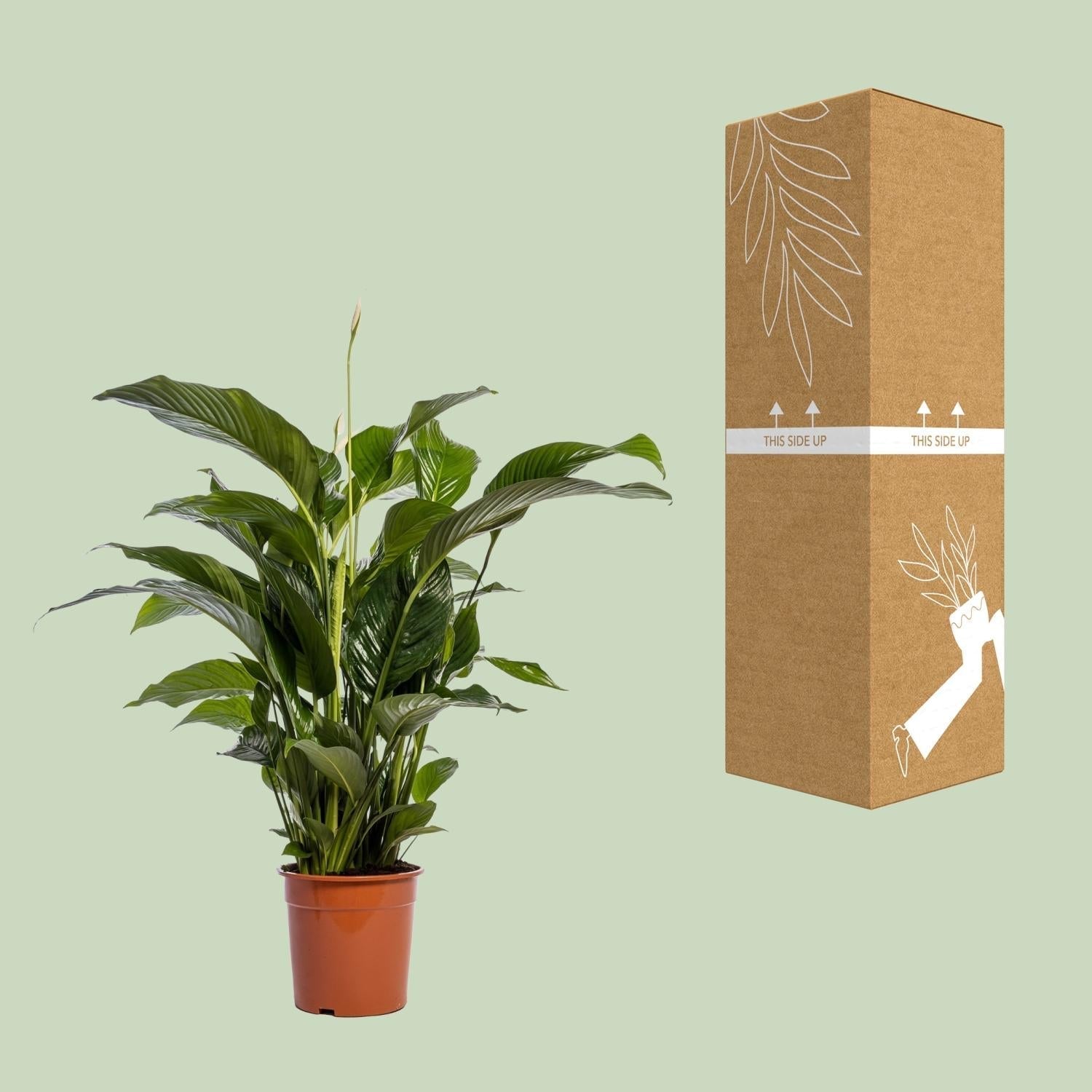 Einblatt – Spathiphyllum Bellini – Zimmerpflanze – Ø24cm – ↕100cm – Friedenslilie – Luftreinigend – Halbschatten – Pflegeleicht – Plant