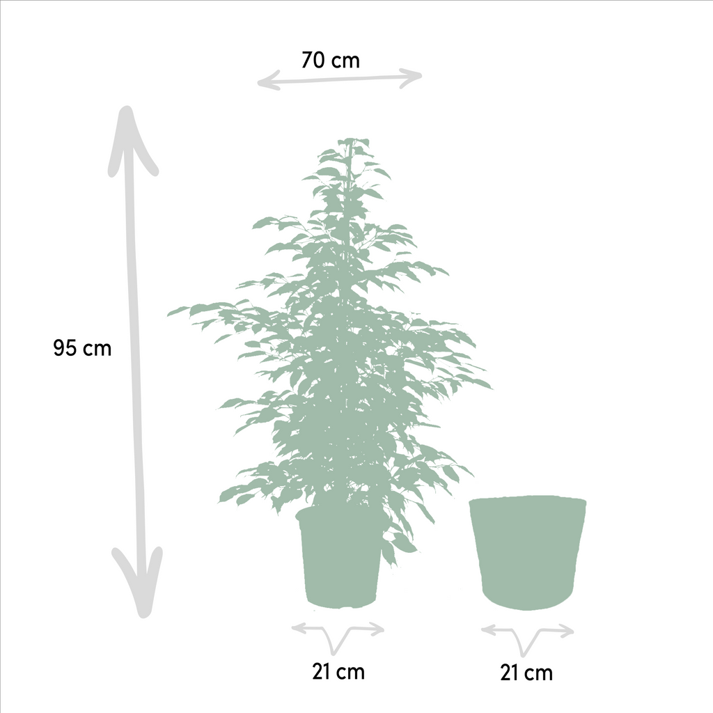 3er Ficus-Set – Ficus benjamina Danielle + Ficus benjamina Twilight + Ficus microcarpa Moclame – Je Ø21cm – ↕95cm inkl. Korb Selin – Luftreinigende Zimmerpflanzen im Mix – Tropisches Grün für Wohnzimmer Büro Flur – Frisch aus der Gärtnerei – Plant
