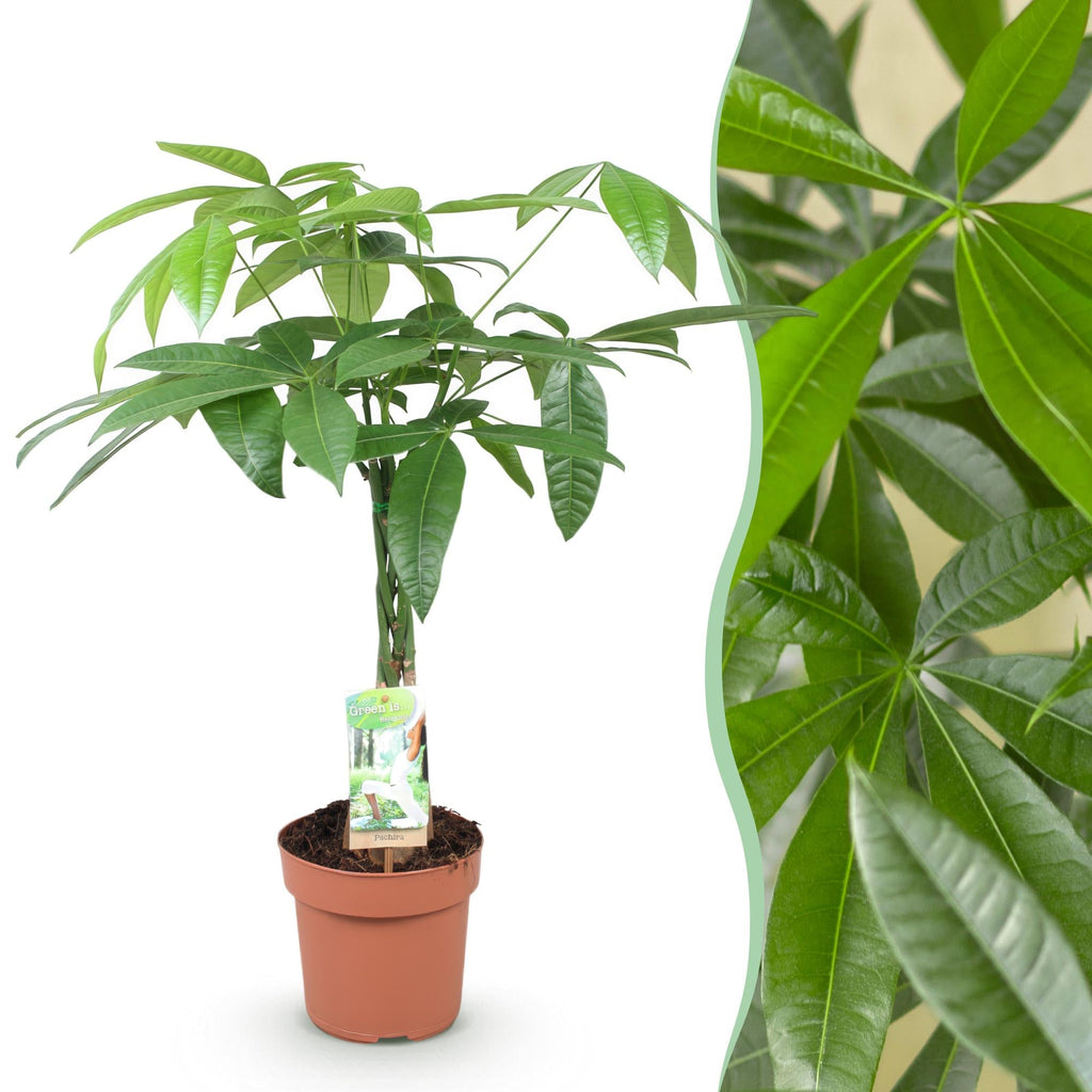 Pachira Aquatica Geflochtener Stamm – 60-70cm – 17cm – Pflegeleichter Geldbaum – Grüne Zimmerpflanze für Wohnzimmer & Büro – Luftreinigend & dekorativ – Plant