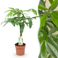 Pachira Aquatica Geflochtener Stamm – 60-70cm – 17cm – Pflegeleichter Geldbaum – Grüne Zimmerpflanze für Wohnzimmer & Büro – Luftreinigend & dekorativ – Plant