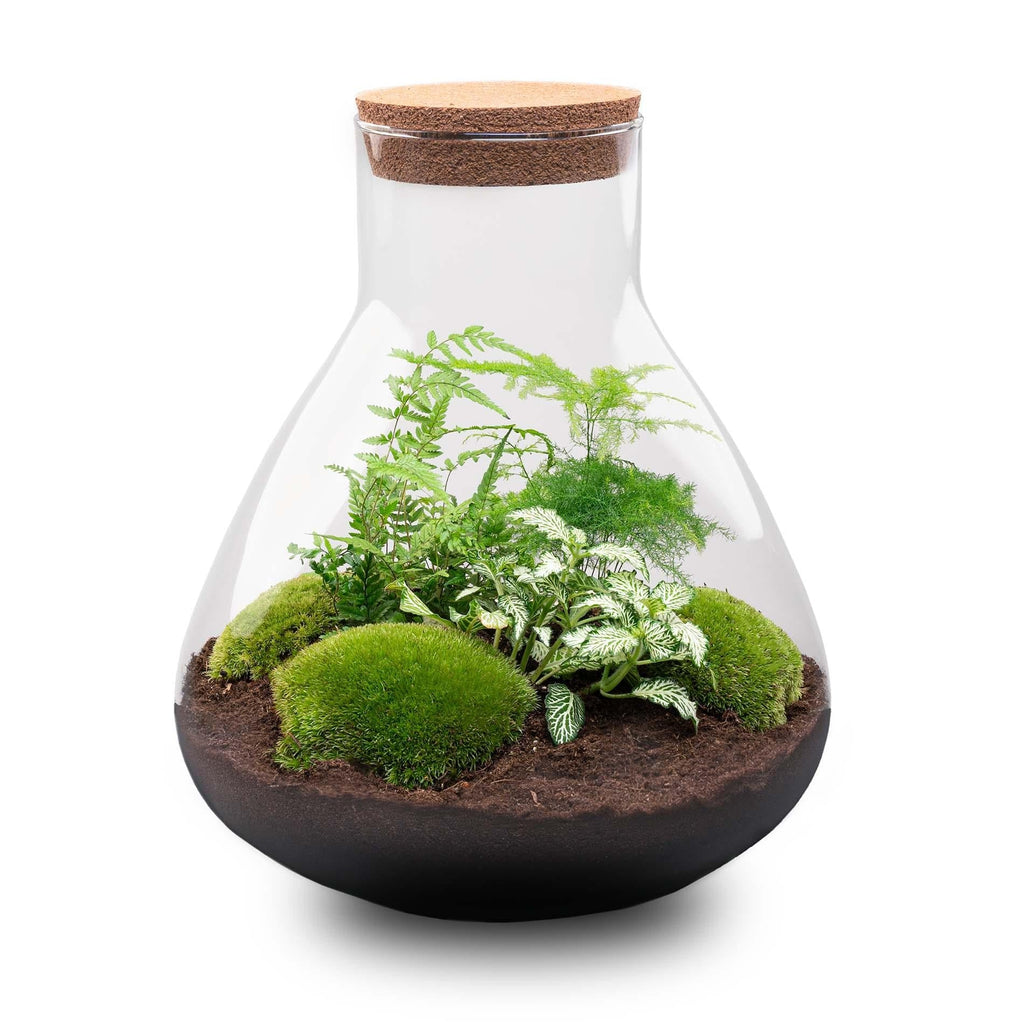 Flaschengarten Sam XL – DIY Bausatz Terrarium – ↕35cm – Do – It – Yourself Pflanzen – Set mit Korkdeckel – Autarkes Mini – Ökosystem – Plant