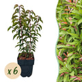 Chickasa – Pflaume – Prunus lusitanica Angustifolia – 6 Pflanzen – Heckenpflanze 1m – Immergrün – Blatt grün – 17cm – Höhe 50cm – Plant