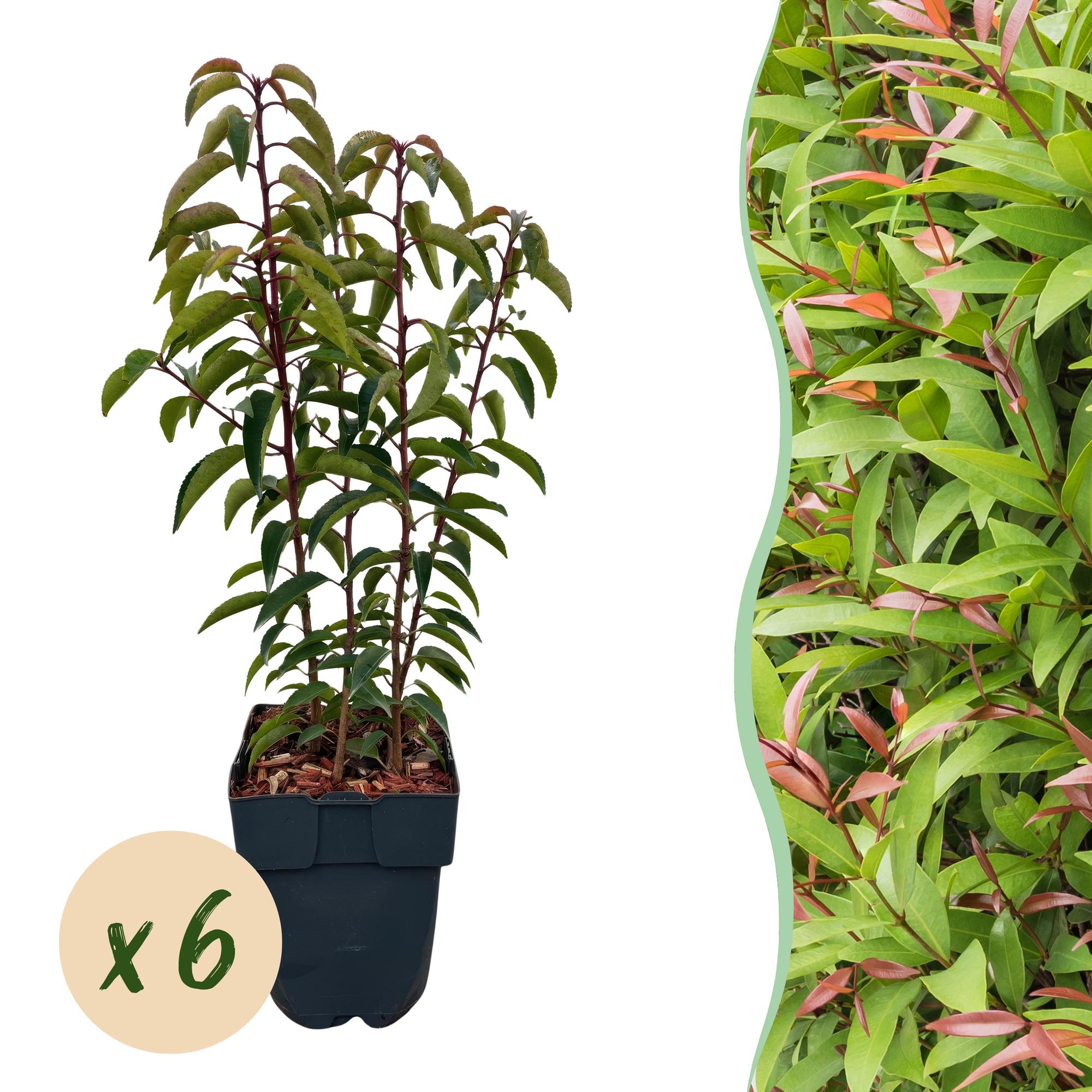 Chickasa – Pflaume – Prunus lusitanica Angustifolia – 6 Pflanzen – Heckenpflanze 1m – Immergrün – Blatt grün – 17cm – Höhe 50cm – Plant