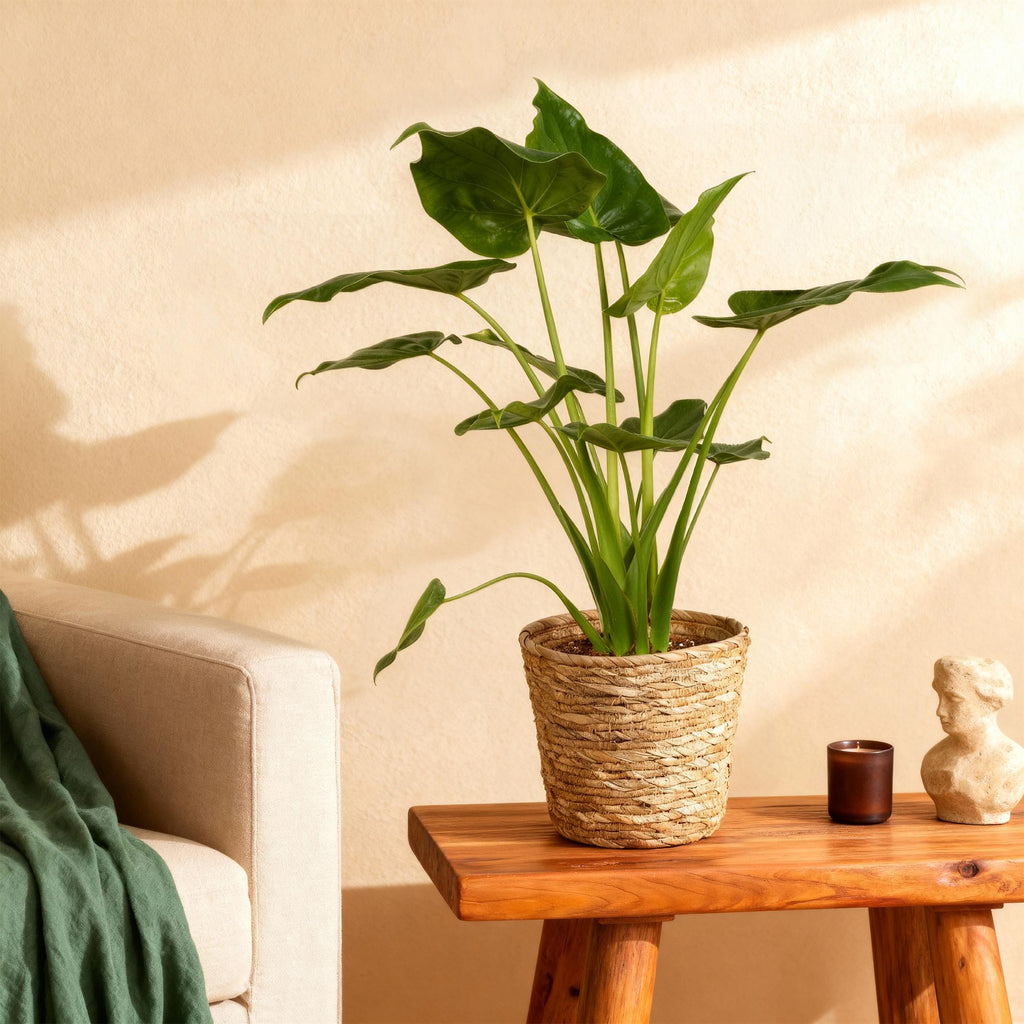 Alocasia Cucullata – Buddha – Hand – 65-70cm – 21cm inkl. Naturkorb – Pflegeleichte exotische Zimmerpflanze – Herzförmige glänzende Blätter – Plant