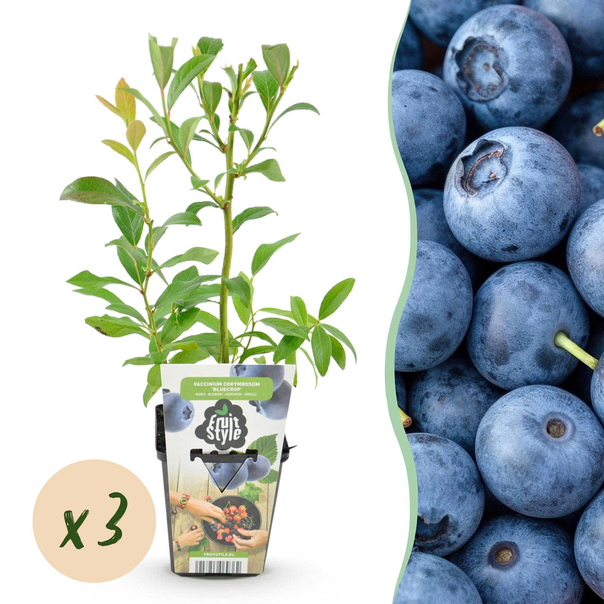 Blaubeere Vaccinium corymbosum Bluegold winterhart Ø9cm Höhe 30cm – Aromatische Heidelbeere für Garten Balkon & Terrasse