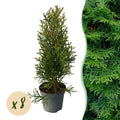 Lebensbaum Thuja occidentalis Smaragd – Immergrüne Heckenpflanze – 8 Pflanzen – 1m – 9cm Höhe 30-35cm – Schnellwachsend & Pflegeleicht – Plant