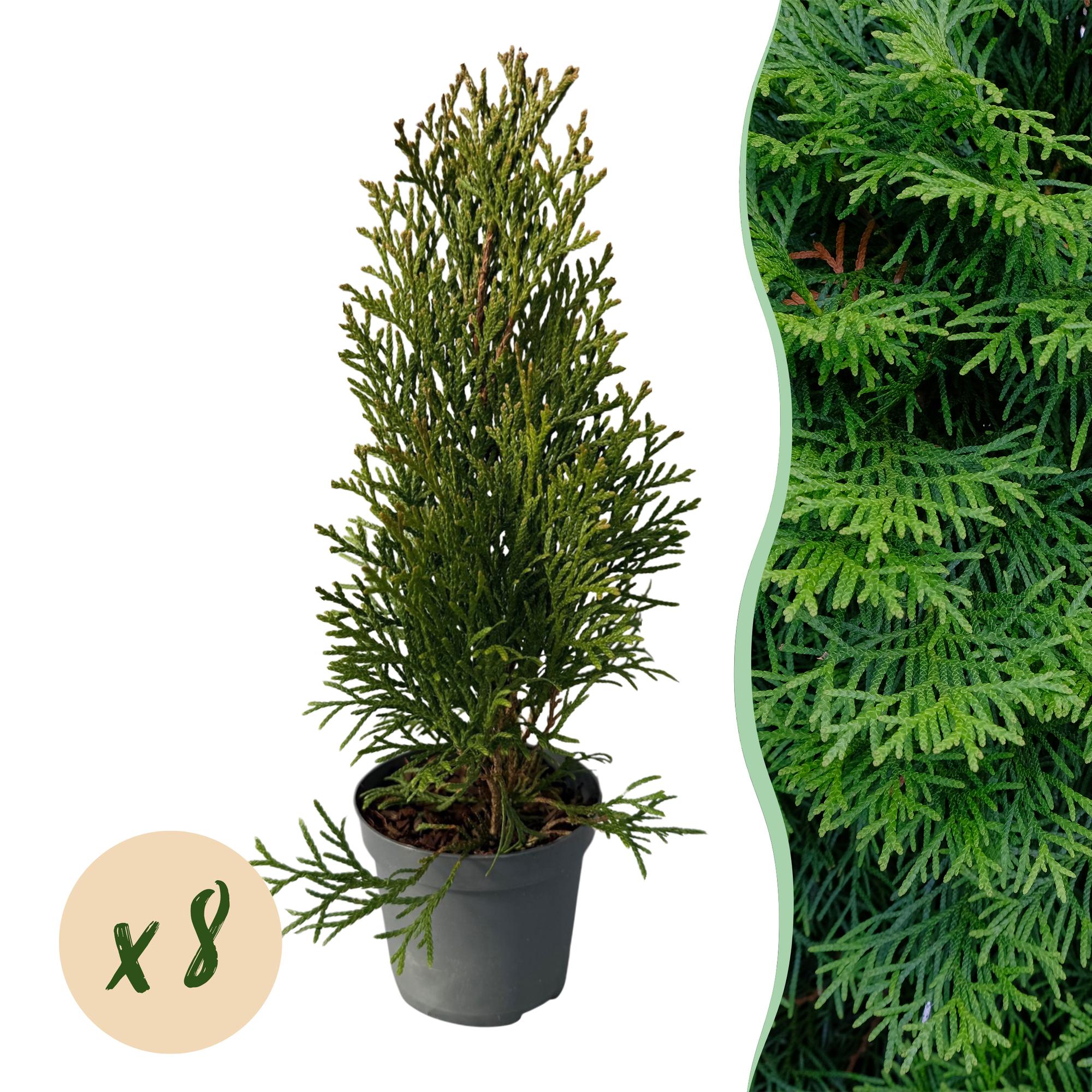 Lebensbaum Thuja occidentalis Smaragd – Immergrüne Heckenpflanze – 8 Pflanzen – 1m – 9cm Höhe 30-35cm – Schnellwachsend & Pflegeleicht – Plant