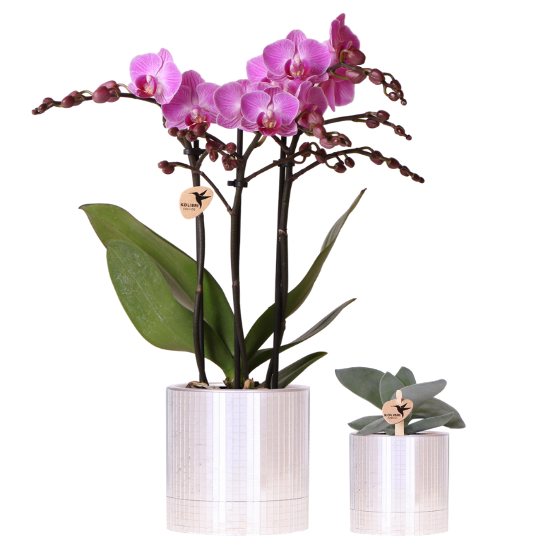 Pflanzenset – violette Vienna Orchidee Ø9cm + Sukkulente inkl. Keramik – Übertöpfe – glänzender Disco Übertopf + Mini – Disco Topf