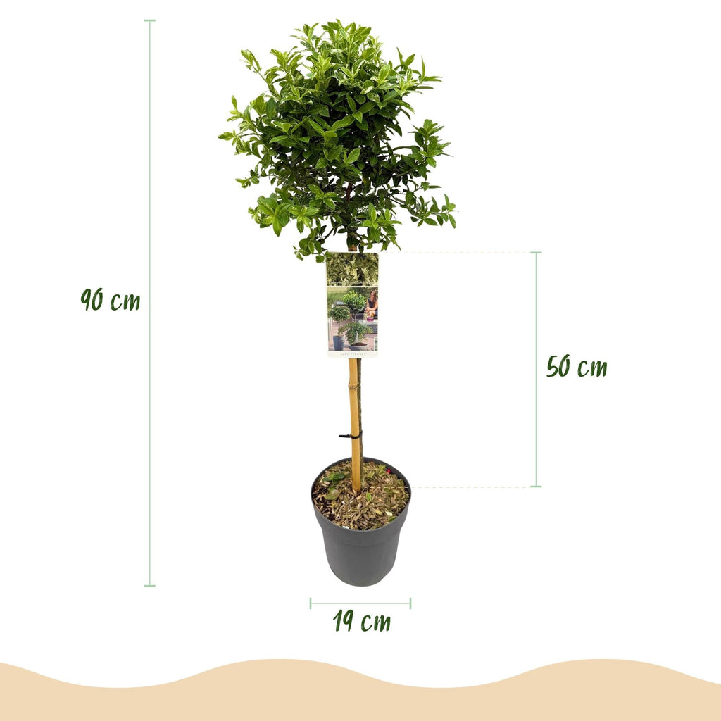 Euonymus fortunei ‘Harlequin’ – Immergrüne Stamm – Pflanze – Terrassen – & Gartenpflanze – pflegeleicht & kompakt – Topf Ø19cm – Höhe ca. 90cm – Plant