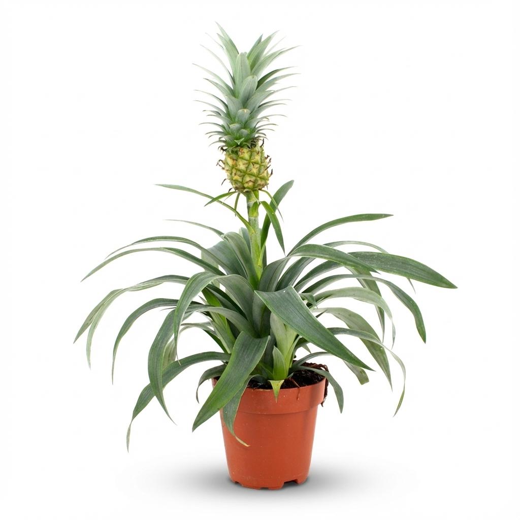 Ananaspflanze Mi Amigo – Ø12cm – Höhe 35-40cm – Tropische Zimmerpflanze mit dekorativer Mini – Ananas – Exotische Pflanze für Wohnraum & Büro – Plant