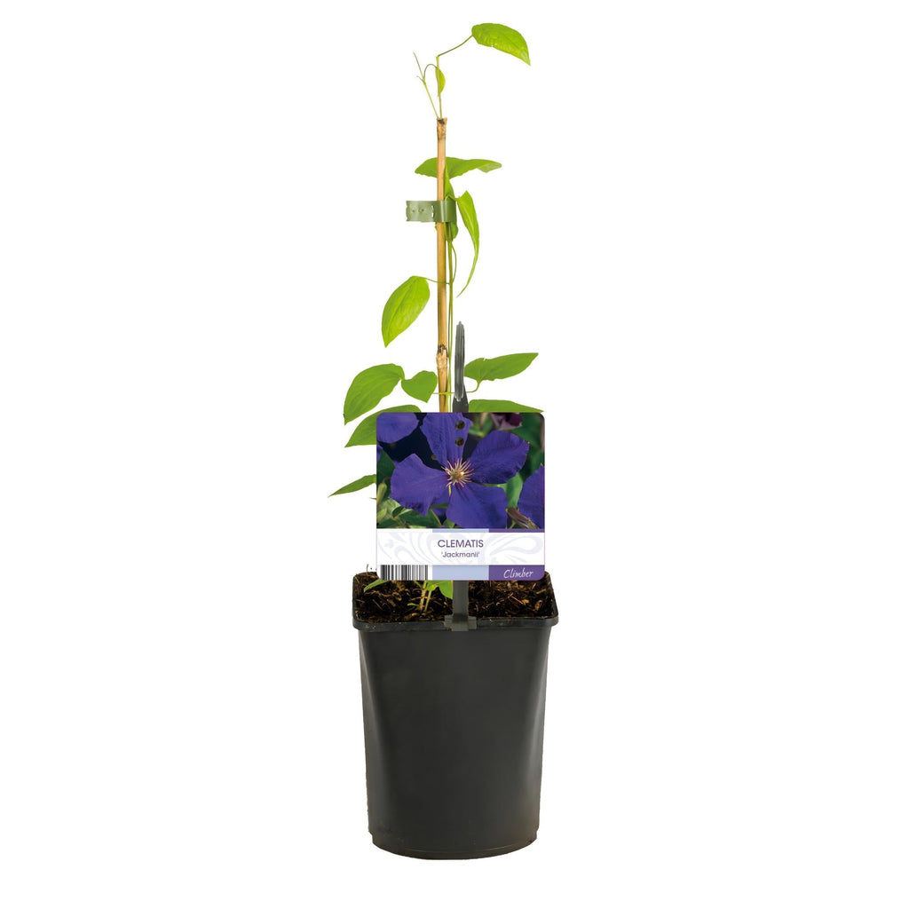 Kletterpflanze Clematis Jackmanii – Tiefviolette Blüten – Wenig Pflege – 2 Pflanzen – 11cm Höhe 40cm – Für Garten, Balkon & Pergolen – Plant