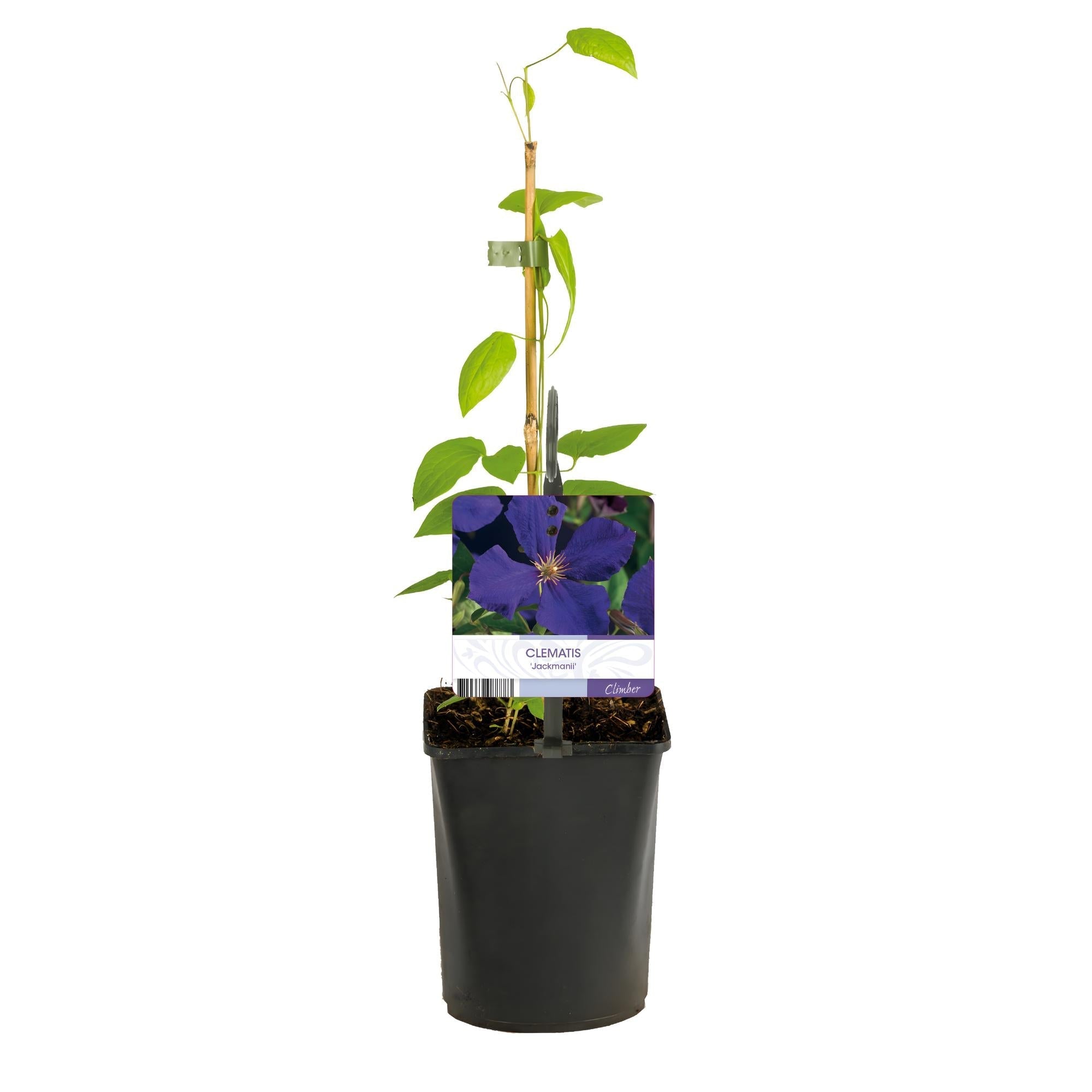 Kletterpflanze Clematis Jackmanii – Tiefviolette Blüten – Wenig Pflege – 2 Pflanzen – 11cm Höhe 40cm – Für Garten, Balkon & Pergolen – Plant