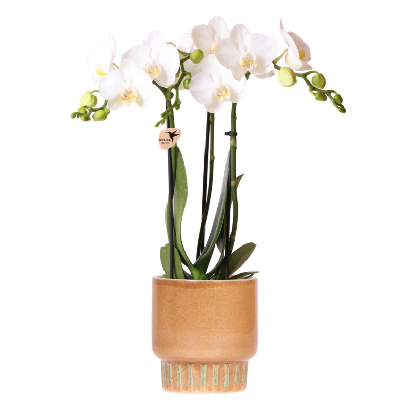 Weiße Amabilis Orchidee im Bold Cognac Übertopf Ø9cm – blühende Zimmerpflanze frisch vom Züchter – elegante Orchidee mit 2-3 kräftigen Stielen
