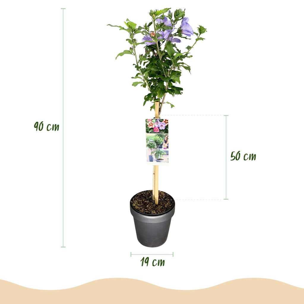 Hibiscus syriacus Tricolour – Blühende Stamm – Pflanze mit dreifarbigen Blüten – Laubabwerfend & pflegeleicht – Ø19cm – Höhe ca. 90cm – Plant