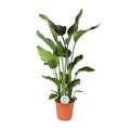 Baum – Strelitzie Strelitzia Nicolai – Zimmerpflanze – Ø24cm – Höhe 110cm – Paradiesvogelblume – Pflegeleicht – Halbschatten – Plant
