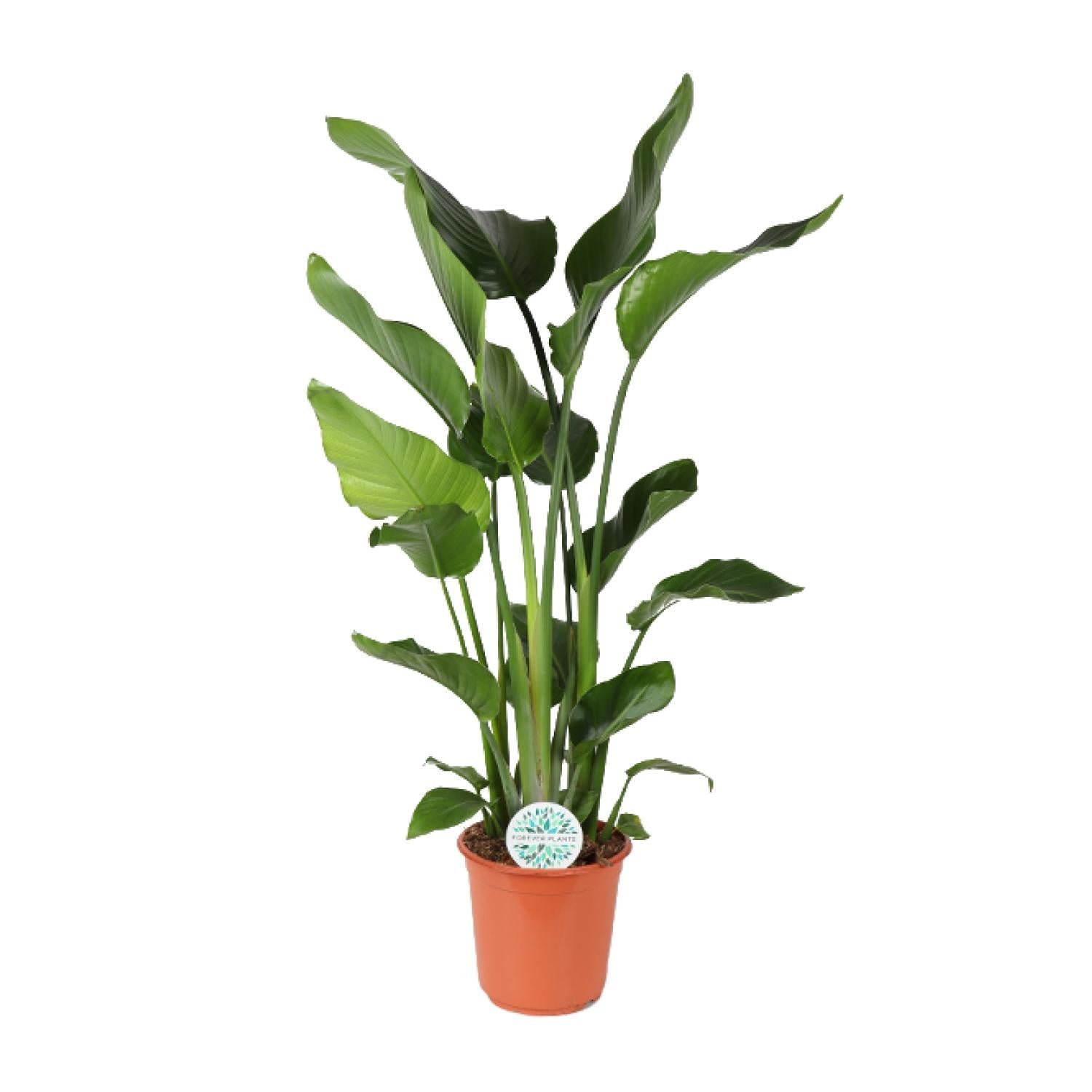 Baum – Strelitzie Strelitzia Nicolai – Zimmerpflanze – Ø24cm – Höhe 110cm – Paradiesvogelblume – Pflegeleicht – Halbschatten – Plant