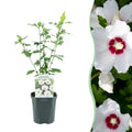 Garteneibisch Hibiscus syriacus Red Heart – Blüte Weiß mit Rotem Herzen – Strauch – Wenig Pflege – 17cm x H45cm – Sommerblüher & Bienenfreundlich – Plant