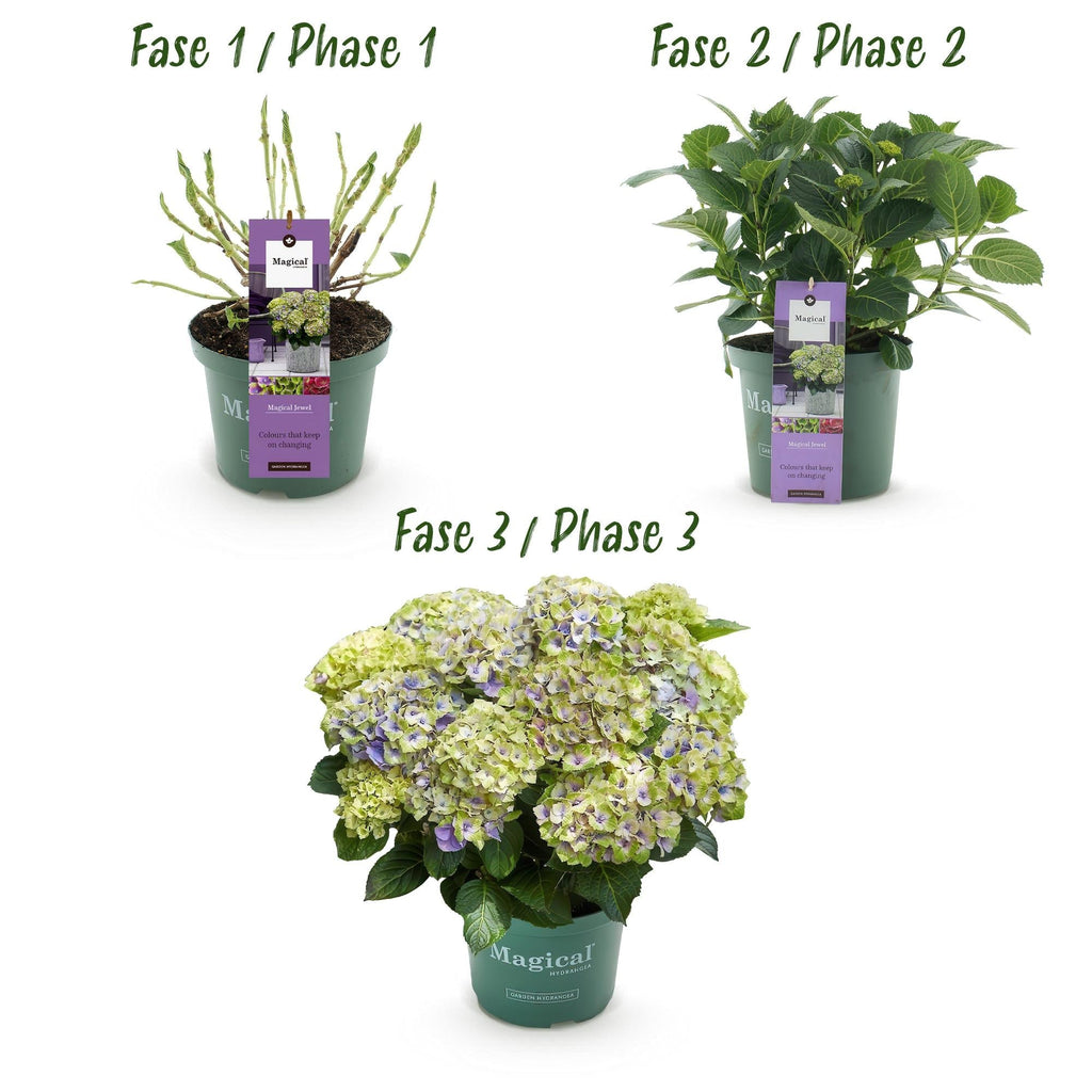 Hortensie Magical Jewel Blue – Hydrangea macrophylla – Blau – Balkonpflanze – 23cm Ca. 55cm hoch – 6-10 Blüten – Für Balkon, Terrasse & Beet – Plant