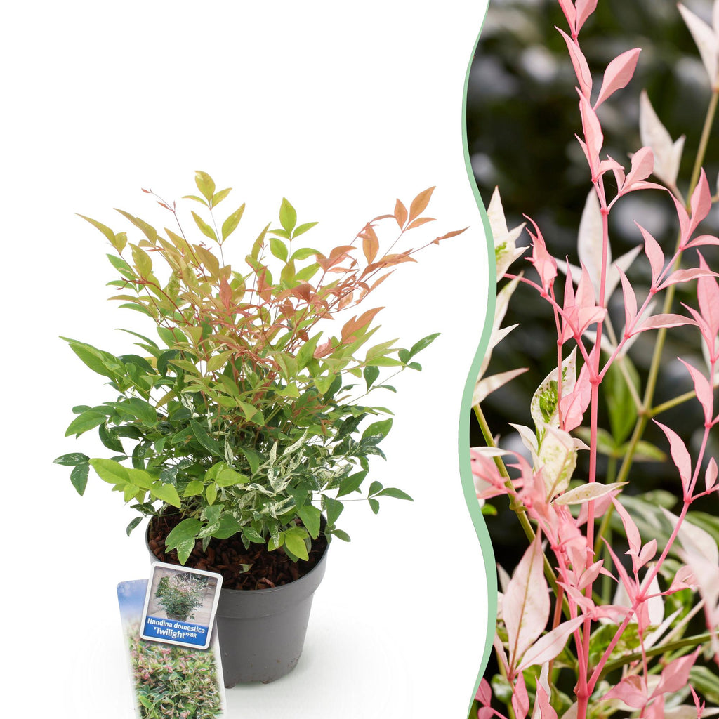 Heiliger Bambus Nandina Twilight – 17cm Höhe ca.45cm – Immergrün & farbwechselnd – Bunt rosa Laub – Pflegeleichter dekorativer Zierstrauch – Plant
