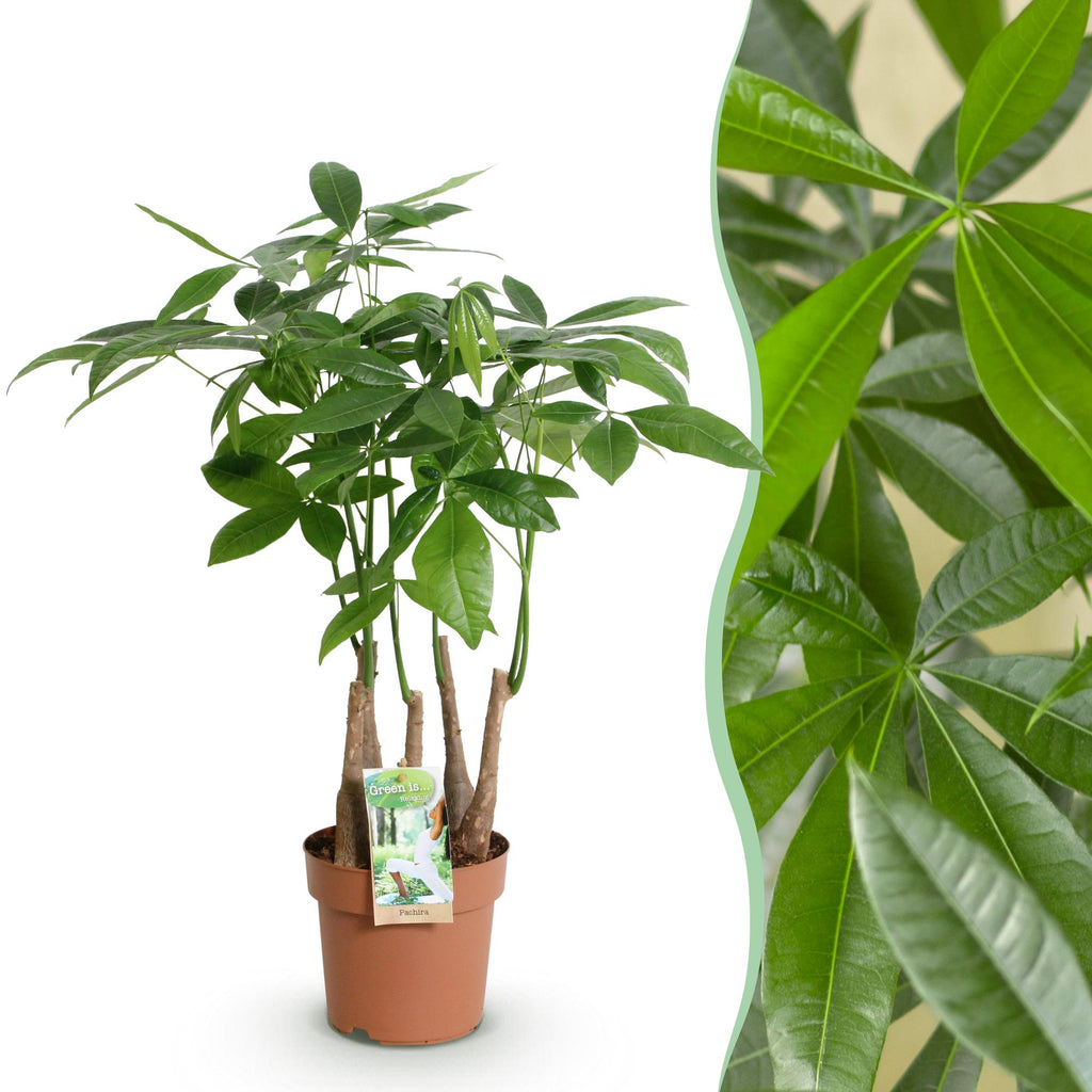 Pachira Aquatica Mehrstamm – 50-55cm – 17cm – Pflegeleichter Geldbaum – Grüne Zimmerpflanze für Wohnzimmer, Büro & Schlafzimmer – Plant