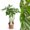 Pachira Aquatica Mehrstamm – 50-55cm – 17cm – Pflegeleichter Geldbaum – Grüne Zimmerpflanze für Wohnzimmer, Büro & Schlafzimmer – Plant