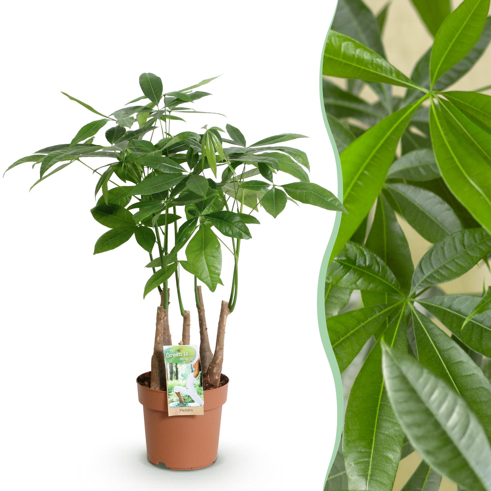 Pachira Aquatica Mehrstamm – 50-55cm – 17cm – Pflegeleichter Geldbaum – Grüne Zimmerpflanze für Wohnzimmer, Büro & Schlafzimmer – Plant