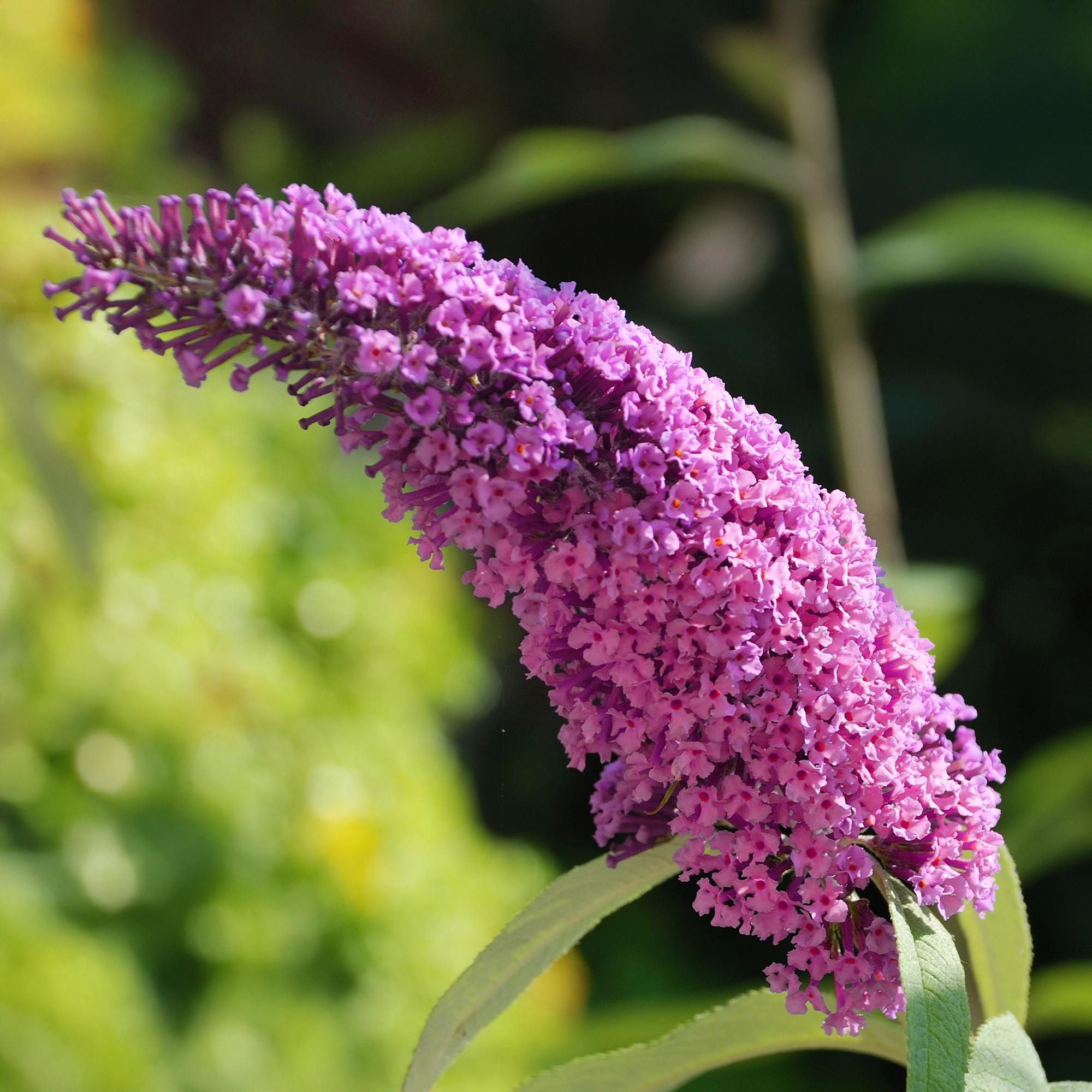 Schmetterlingsstrauch Buddleja davidii Pink Delight – Rosa Blüten – Schmetterlingsfreundlich – Laubabwerfend – 17cm x H25cm – Pflegeleicht – Plant