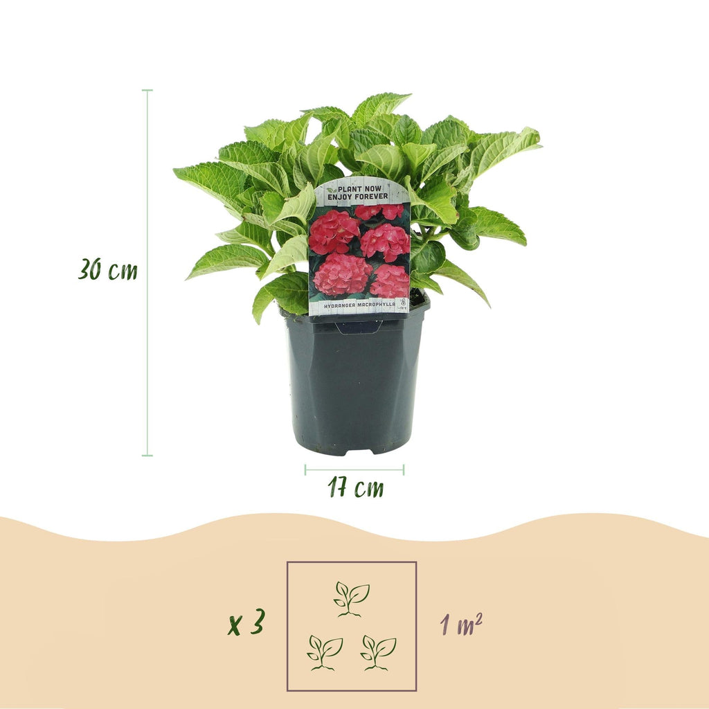 Hortensie – Hydrangea macrophylla Rot – Blüte Rot – Ø17cm – ↕30cm – Sommerblüher – Pflegeleicht & Laubabwerfend – Plant