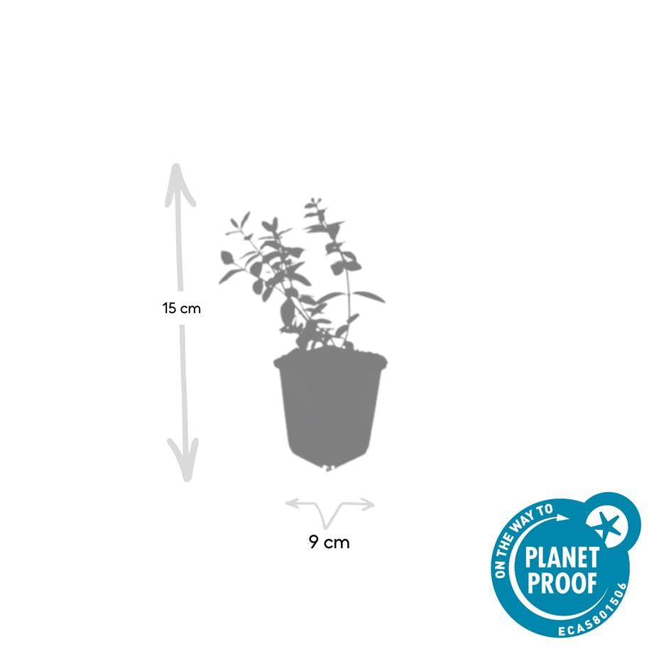 Johanniskraut Hypericum dummeri 'Peter Dummer' – ↕10-25cm – Ø9cm – Winterharter Bodendecker mit gelben Blüten – Plant