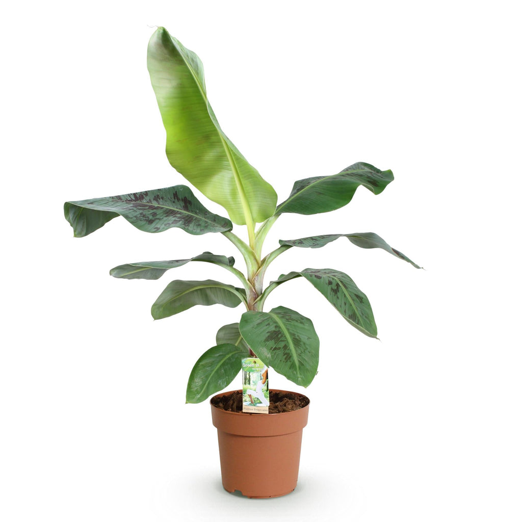 Bananenpflanze Musa acuminata Dwarf Cavendish – 70-75cm – 21cm – pflegeleicht – Plant