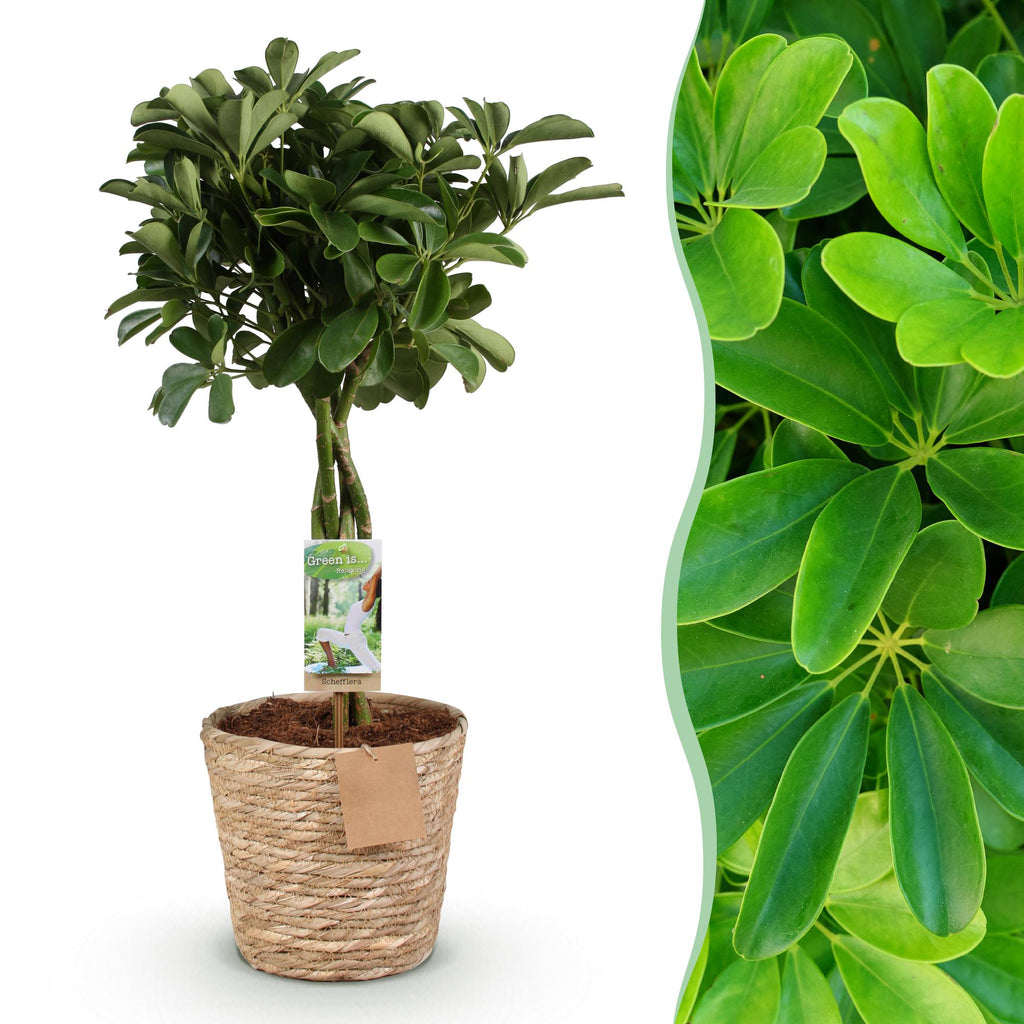 Schefflera Nora – 70-80cm – 21cm inkl. Naturkorb – Pflegeleichter Fingerbaum – Glänzende Grünpflanze für Wohnzimmer, Büro & Schlafzimmer – Plant