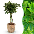 Schefflera Nora – 70-80cm – 21cm inkl. Naturkorb – Pflegeleichter Fingerbaum – Glänzende Grünpflanze für Wohnzimmer, Büro & Schlafzimmer – Plant