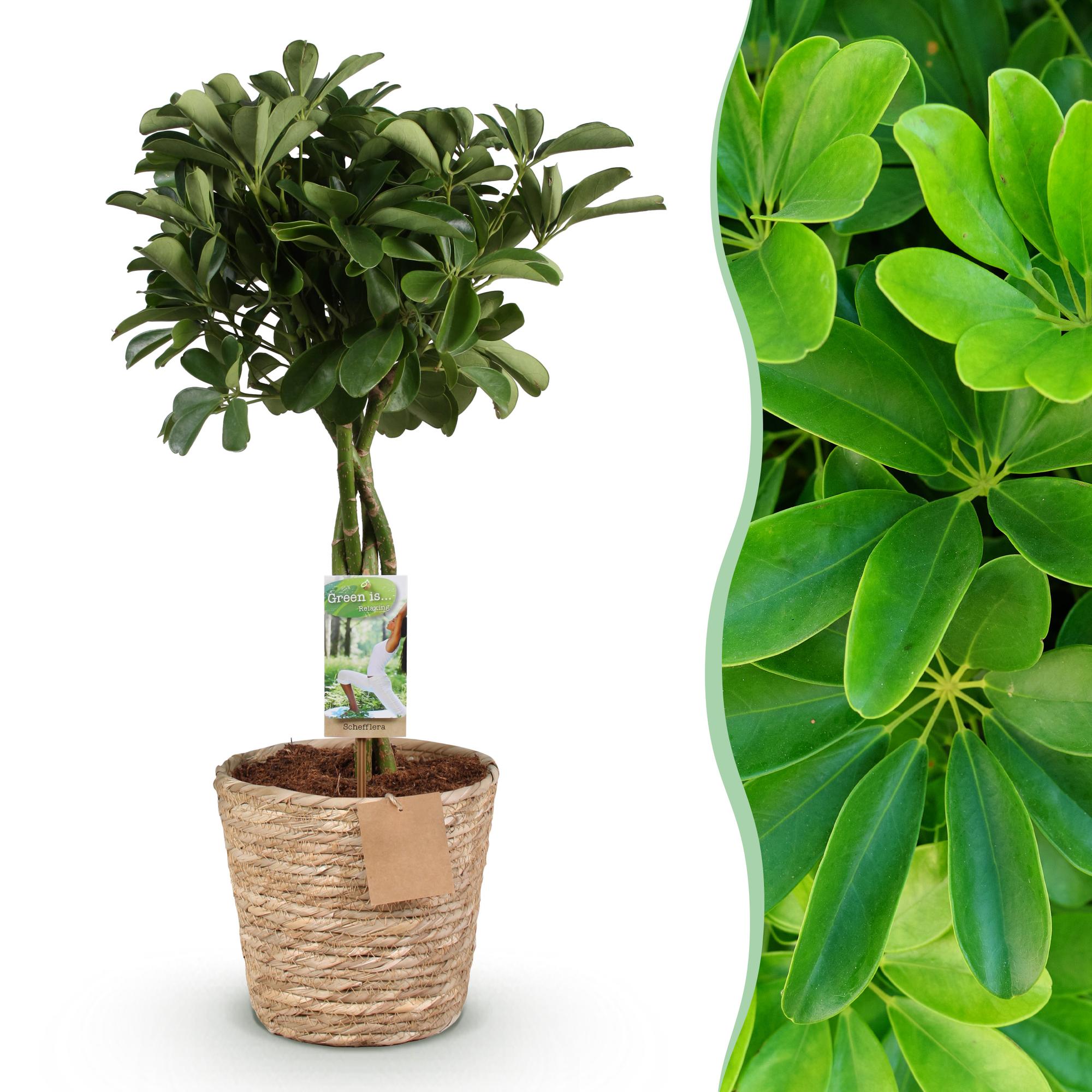 Schefflera Nora – 70-80cm – 21cm inkl. Naturkorb – Pflegeleichter Fingerbaum – Glänzende Grünpflanze für Wohnzimmer, Büro & Schlafzimmer – Plant