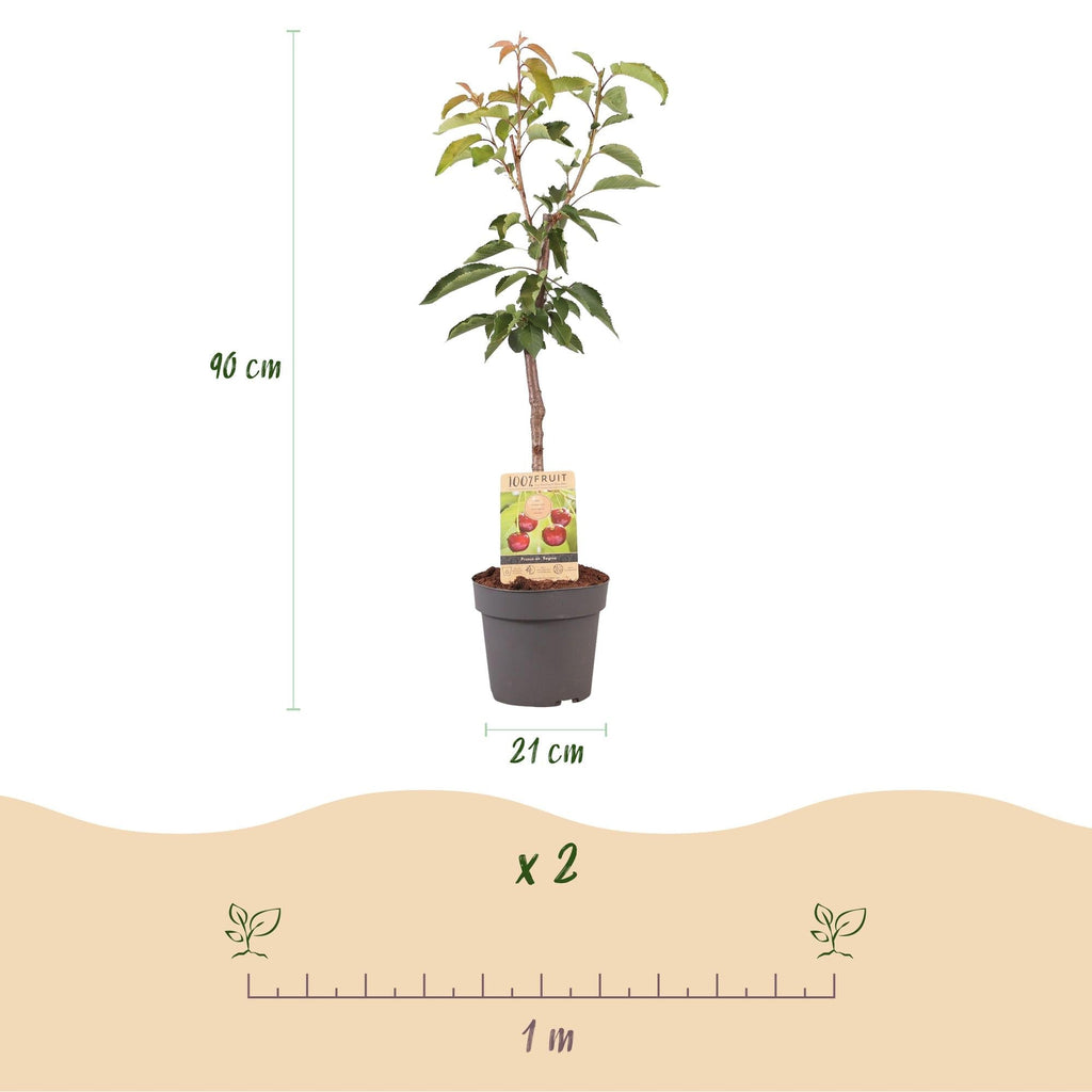Kirschbaum Prunus avium Regina – Rote Kirsche – Obstbaum im Ø21cm – Höhe ca. 90cm – Süße Kirschen, pflegeleicht & gesund – Perfekt für Garten & Balkon – Plant