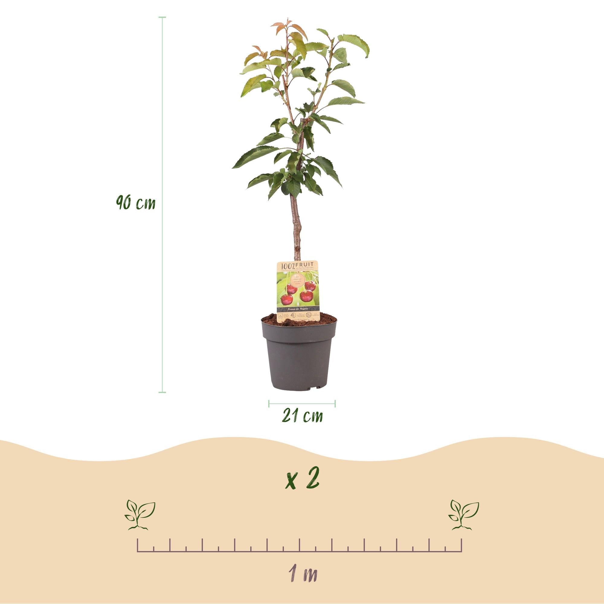 Kirschbaum Prunus avium Regina – Rote Kirsche – Obstbaum im Ø21cm – Höhe ca. 90cm – Süße Kirschen, pflegeleicht & gesund – Perfekt für Garten & Balkon – Plant