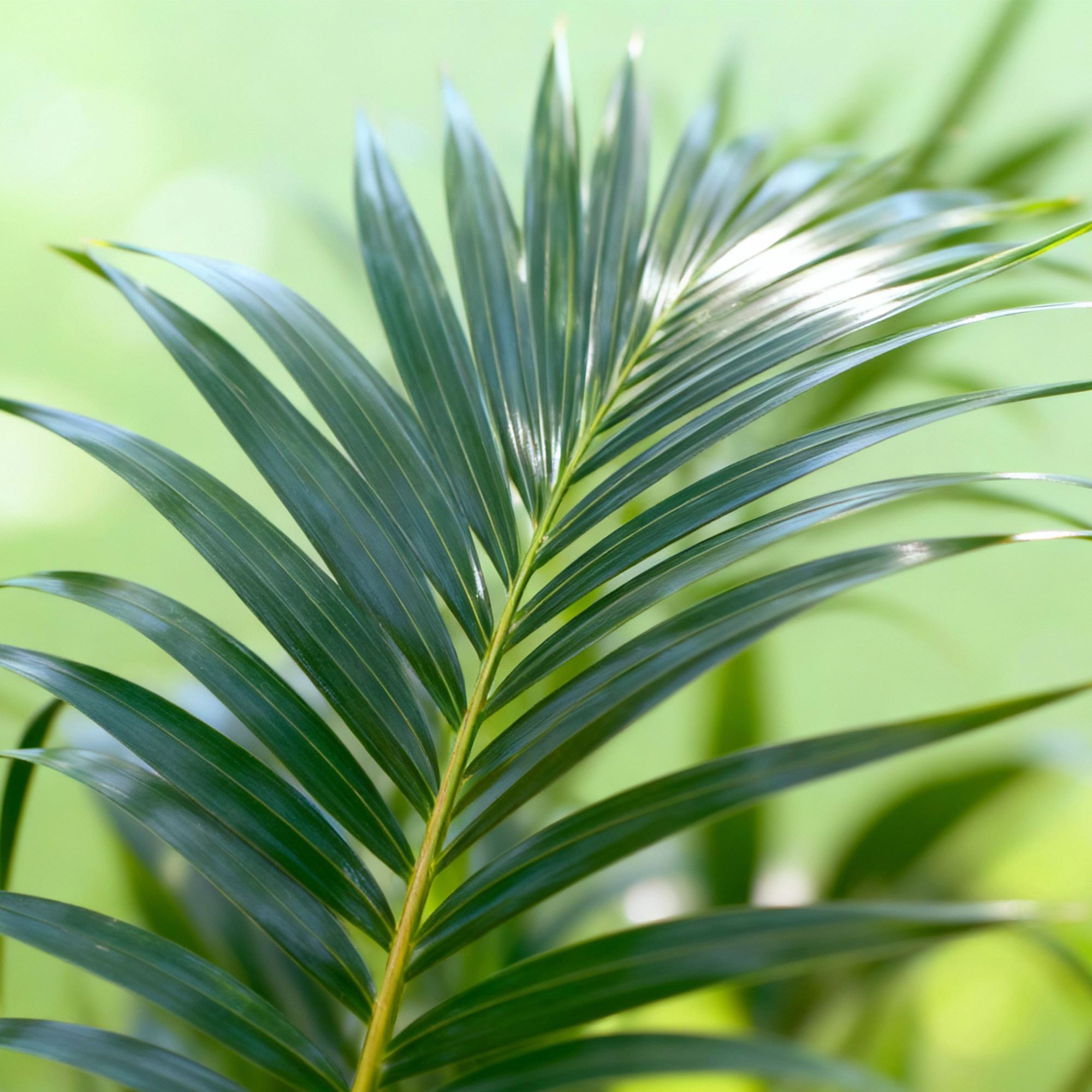 Howea Forsteriana – Kentia – Palme – 160-170cm – 27cm – Pflegeleichte, elegante Zimmerpalme mit fiederartigen Wedeln – Tropisches Highlight für Wohn – Plant